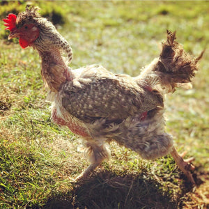 Help! My Hen is Moulting!