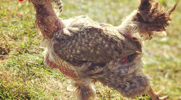 Help! My Hen is Moulting!