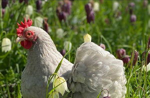 Silkies and Pekin Bantams available