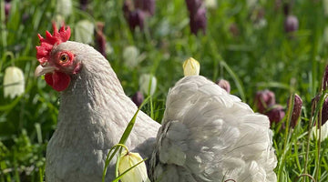 Silkies and Pekin Bantams available