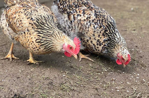 Rare breed hatching eggs coming in February