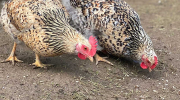 Rare breed hatching eggs coming in February