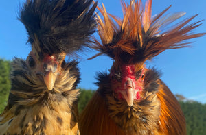 New arrivals for breeding this year