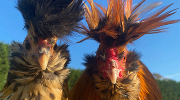 New arrivals for breeding this year