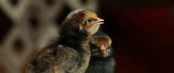Chicks & Hatching Eggs