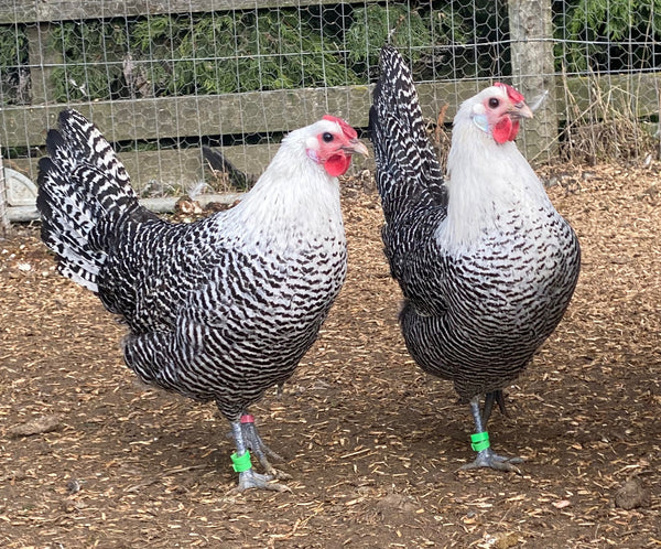 Silver Deathlayer (Westfälische Totleger)