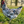 Load image into Gallery viewer, Silverudds Blå Hatching Eggs