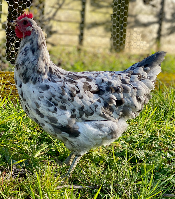 Silverudds Blå Hatching Eggs