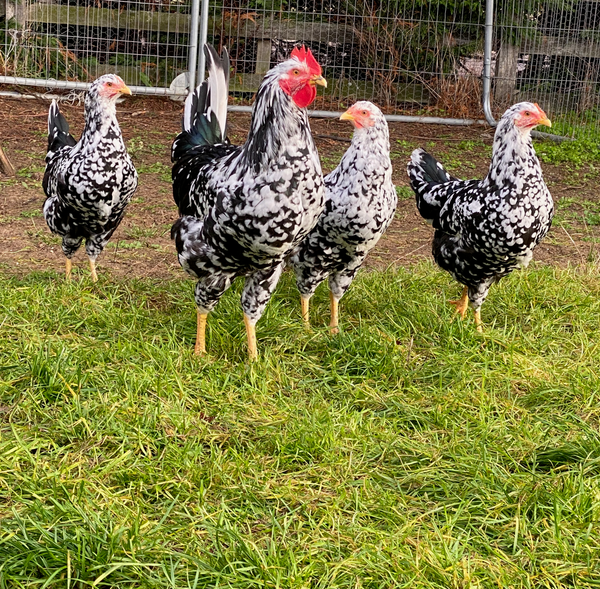 Pita Pinta Asturiana Hatching Eggs