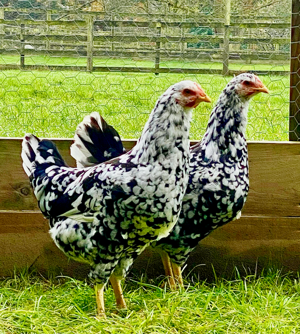 Pita Pinta Asturiana Hatching Eggs