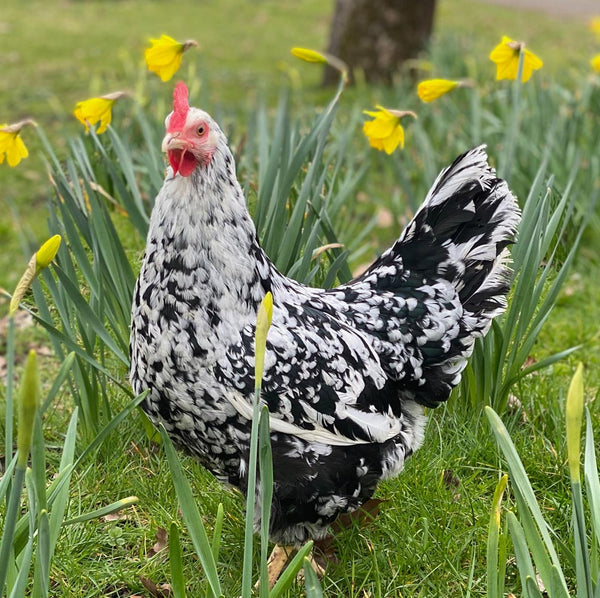 Pita Pinta Asturiana