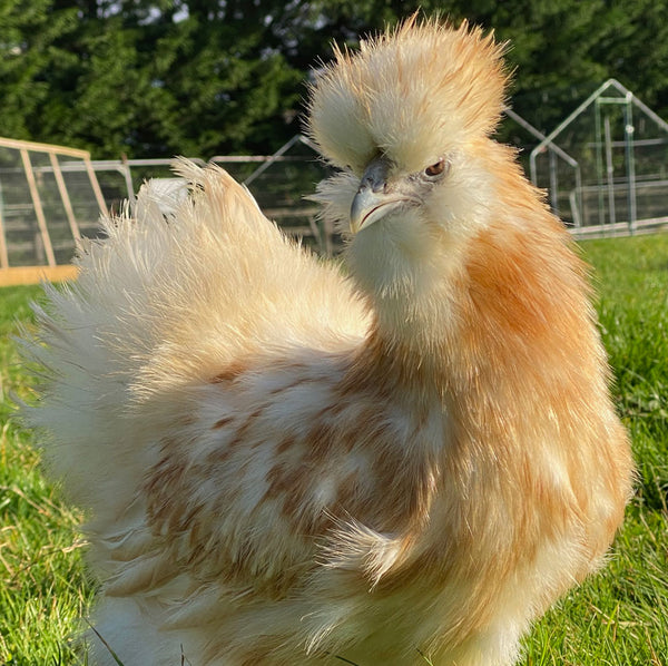 Silkies