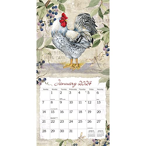 WSBL Roosters 2024 12X12 Wall Calendar (24997001691)