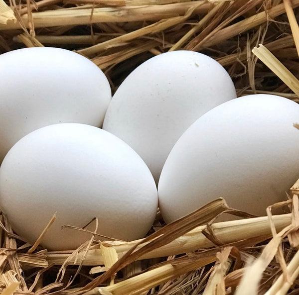 Silver Deathlayer Hatching Eggs