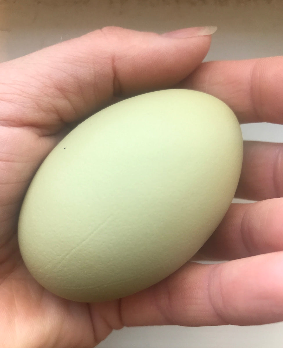 Silverudds Blå Hatching Eggs – Hens on Oxney