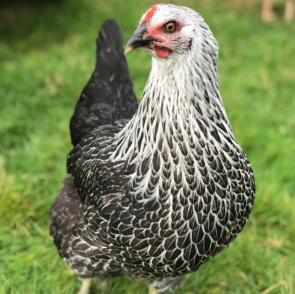 Black Sussex / Silver Sussex – Hens on Oxney