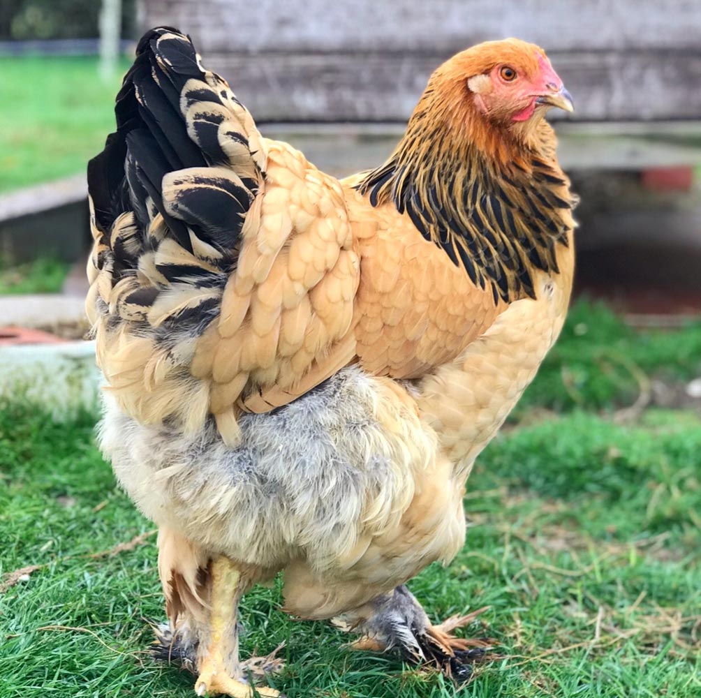 Hens on Oxney